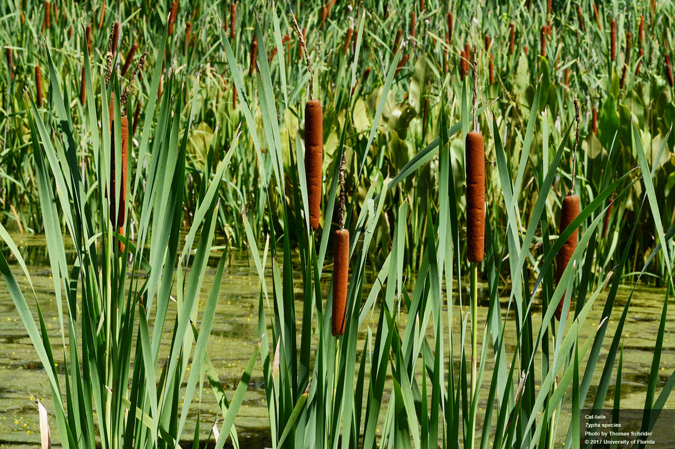 <p>Broad-leaf cattail</p>