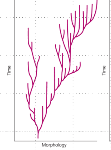 <ul><li><p>slow, gradual morphological changes over time</p><ul><li><p>can include speciation events; traditional view</p></li></ul></li></ul><p></p>