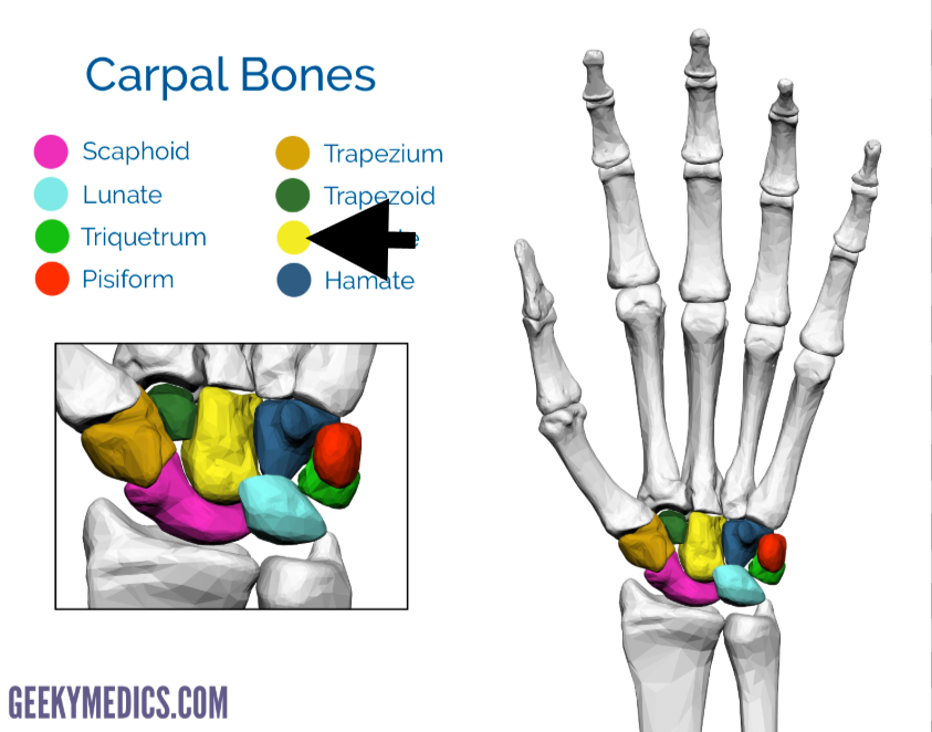 <p>What Carpal is this?</p>