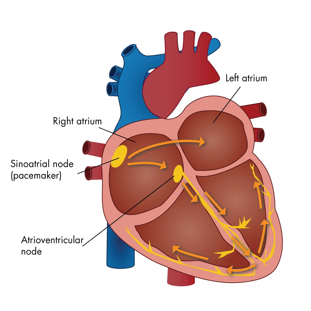 <p>Lies beneath the right atrial endocardium (between the tricuspid valve &amp; coronary sinus); T cells (transitional cells) cause impulses to slow down before proceeding to the ventricles; controlled by the sympathetic &amp; parasympathetic nervous systems</p>
