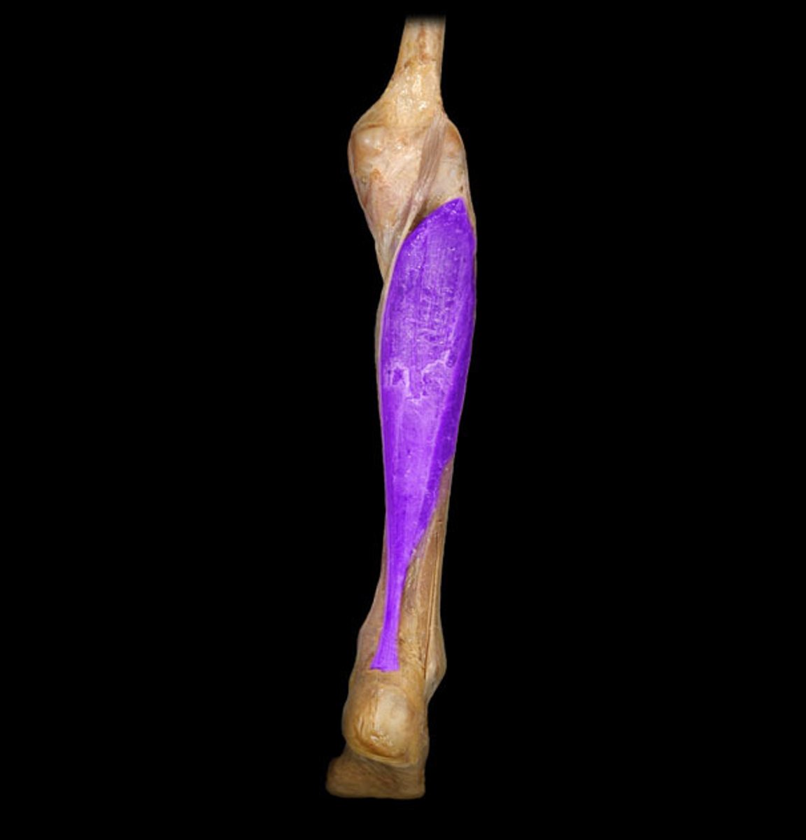 <p>Origin: Head and shaft of fibula and posterior surface of tibia</p><p>Insertion: Posterior surface of calcaneus</p>