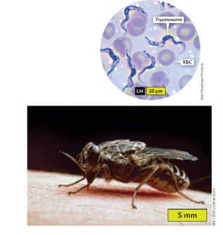 <p>African Sleeping Sickness</p>