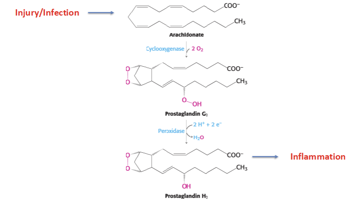 <p>Injury → Arachidonate → Goes through Cyclooxygenase → Prostaglandin G2 → Goes through peroxidase → Prostaglandin H2 → starts inflammation</p>