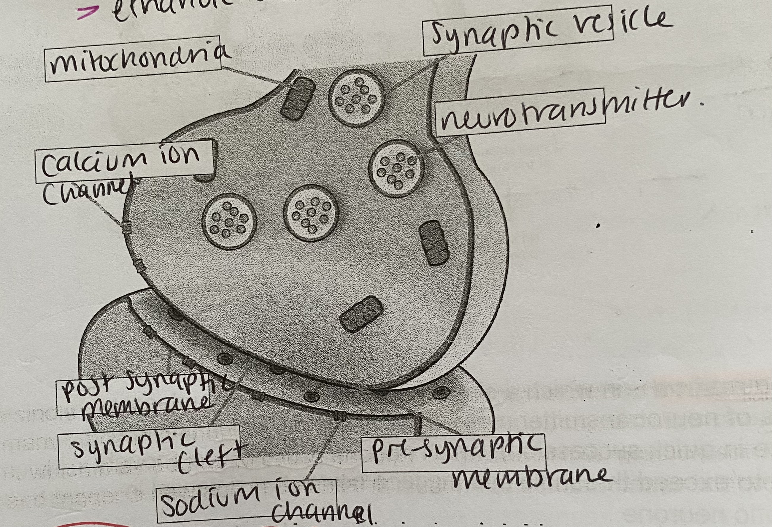 <p>Ethanoic acid and choline</p>