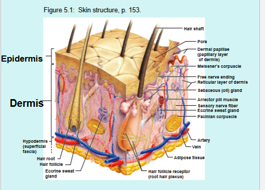 <ol><li><p>Skin = integument = cutaneous membrane</p><ul><li><p>Largest organ OF the body (largest organ in body = liver) ~ 1.2-2.2 square meters surface area, 9-11 pounds (4-5 kgs)  = 7% of total body weight</p></li><li><p>Thickness of skin varies from 0.5 mm in THIN skin to 4.0 mm in THICK skin (palms and soles), anywhere else is thin skin</p></li><li><p>Composed of superficial epidermis and deeper dermis</p></li></ul></li><li><p>Accessory Skin Structures = Skin appendages </p><ul><li><p>Sweat (sudoriferous) glands</p></li><li><p>Sebaceous (oil) glands</p></li><li><p>Hair/Hair follicles</p></li><li><p>Nails </p></li></ul></li></ol><p></p>