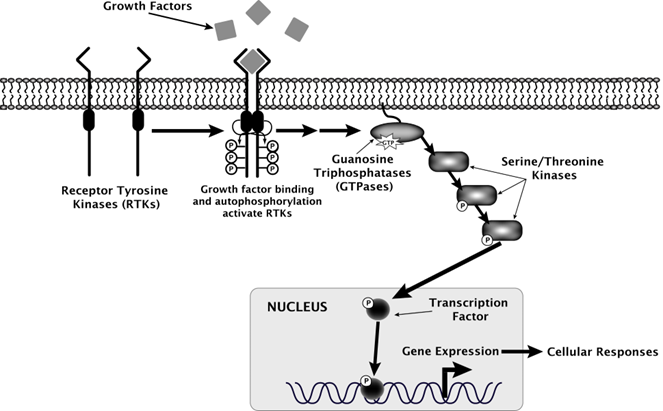 <p>Alterations in extracellular growth signals (PDGF, EGF)</p><p>Alterations of transcellular transducers (RAS)</p><p>Alterations of intracellular circuits that translate those signals into action</p>