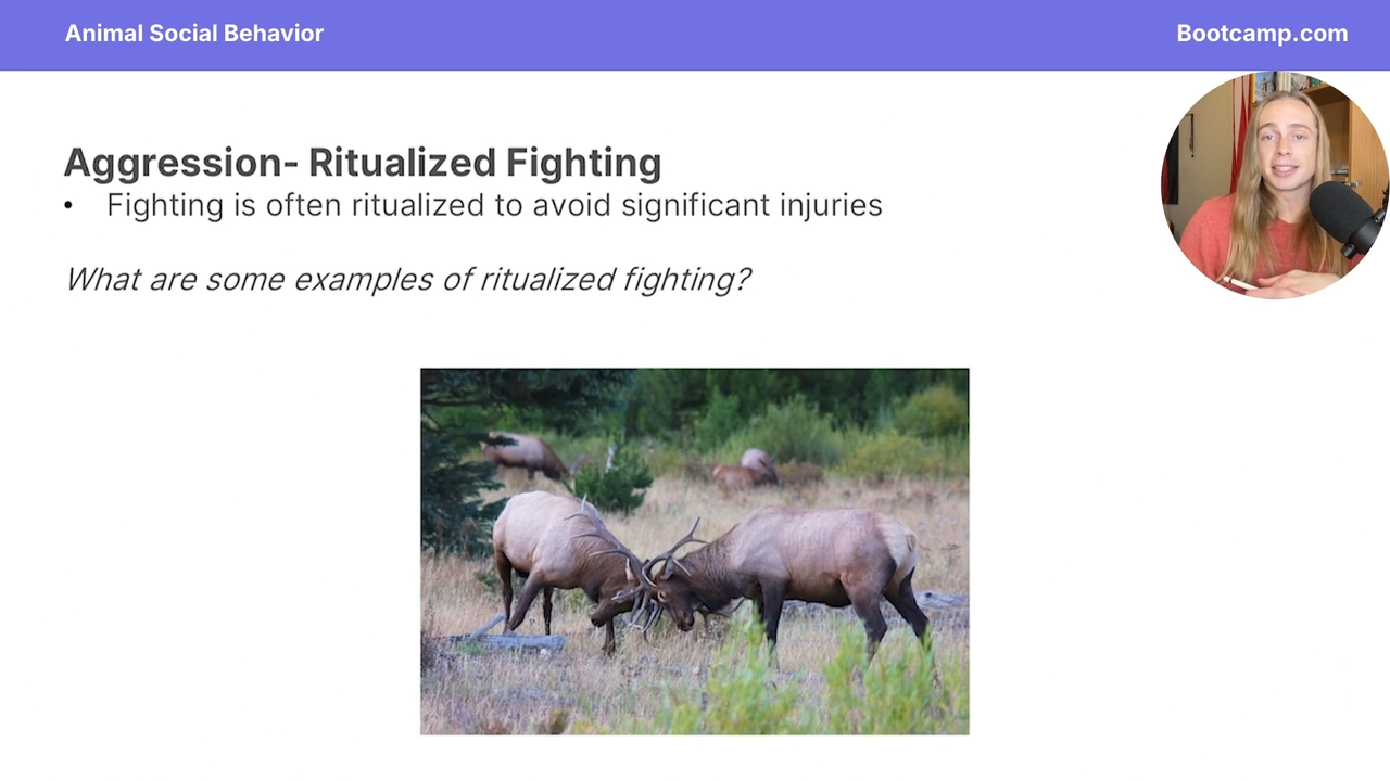 <p>a form of agression </p><p>fighting that is riualized to avoid significant injuries </p>