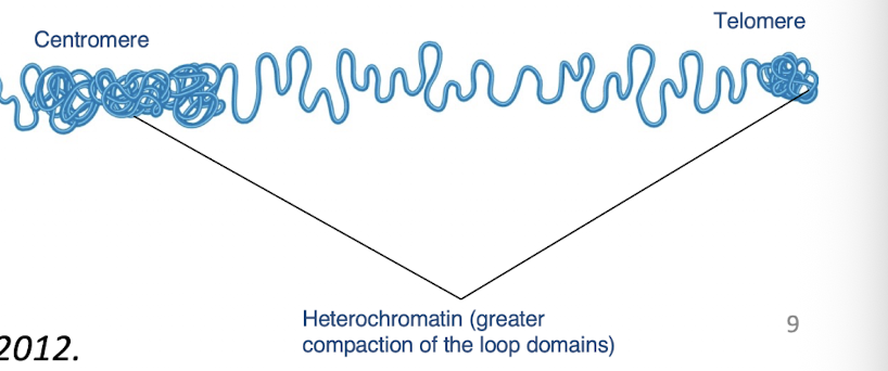 <p>-condensed</p><p>-tightly compacted regions of chromosomes that are, in general, transcriptionally inactive</p><p>-Unique to eukaryotes</p><p>-replicates later during S phase than euchromatin</p><p>-Important in maintaining the structural integrity of chromosomes </p><p>-Ex: inactive X chromosome is condensed into heterochromatic Barr body</p><p>-Translocation of genes into heterochromatic regions can alter gene expression- if too tightly wound, unable to be expressed  </p>