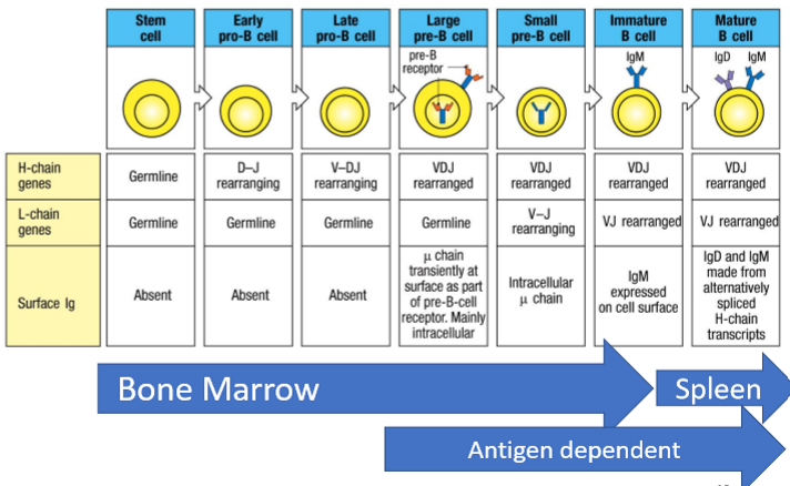 knowt flashcard image