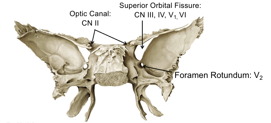 <p>Foramen Rotundum: V<sub>2</sub></p>