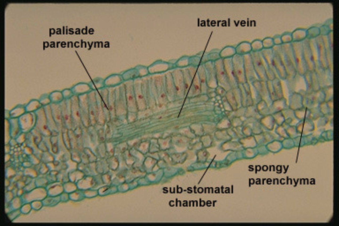 <p>filler; bulk</p><p>(parenchyma = ground tissue type)</p>