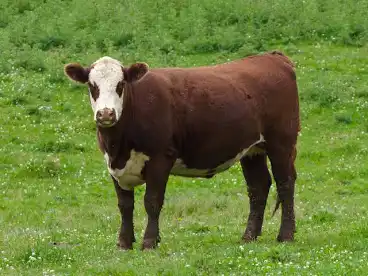 <p>Bos Taurus </p>