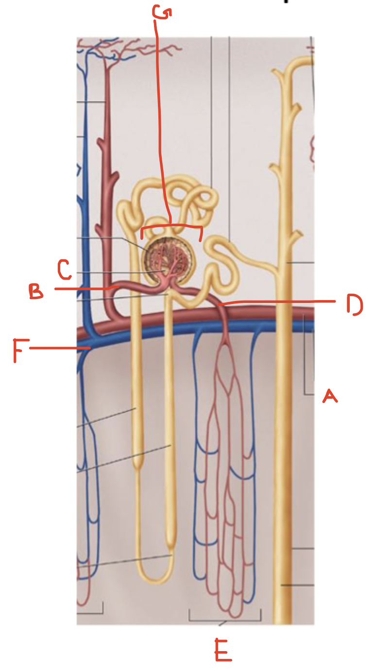 <p>Name the vascular components of nephron</p>
