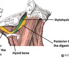 <p><span>EXTRINSIC SUPRAHYOID</span><br><br><span>origin: inner surface of mandible, near symphysis</span><br><br><span>insertion: hyoid via intermediate tendon</span><br><br><span>innervation: CN V (trigeminal), inferior alveolar nerve</span><br><br><span>function: pulls hyoid up and forward</span></p>