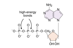 <p>The close proximity of negatively charged phosphate groups create high energy compound that is exothermic upon bond breaking.</p>