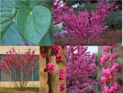 <p>Chinese redbud</p>