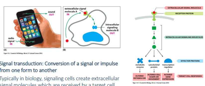 <p>conversion of a signal or impulse from one form to another. signaling cells create extracellular signal molecules which are received by a target cell. </p>