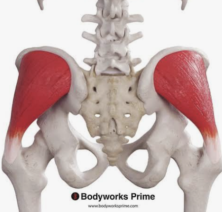 <p>Which muscle is this?</p>
