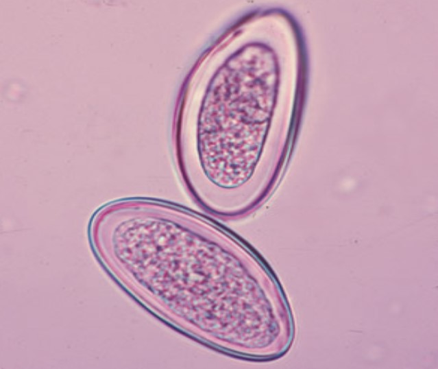 <p>Name, common name, specimen/test</p>