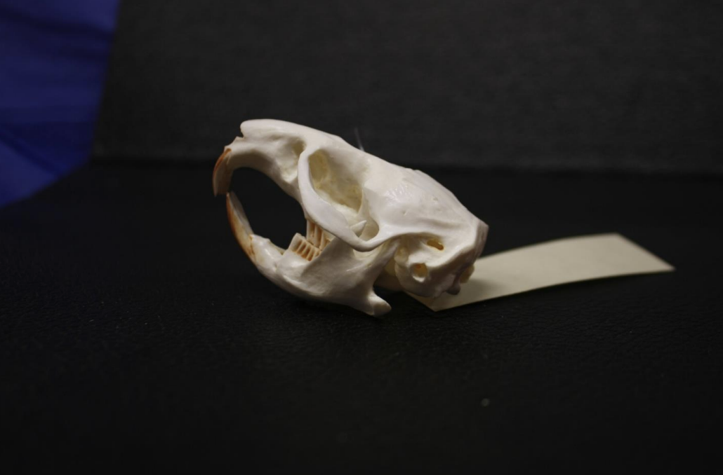 <p>Identify this skull</p>