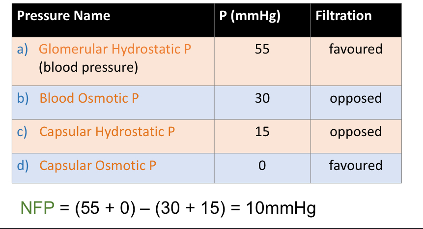<ul><li><p>Glomerular Hydrostatic P   <strong>(Favoured)</strong></p><ul><li><p>(Blood Pressure)</p></li></ul></li><li><p>Blood Osmotic P</p></li><li><p>Capsular Hydostatic P</p></li><li><p>Capsular Osmotic P    (<strong>Favoured)</strong></p></li></ul><p></p>
