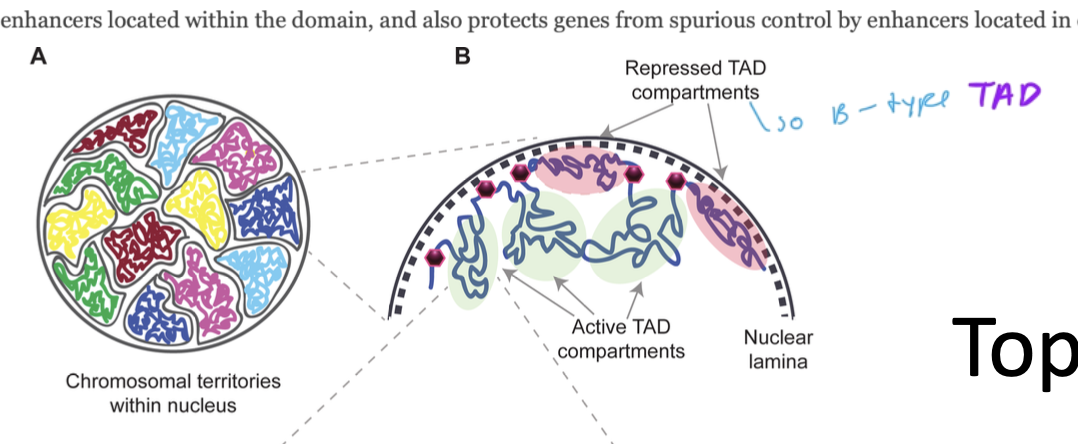 <p>B-type</p><ul><li><p>TADs that are in a region that is being repressed (inhibited from transcription)</p></li><li><p>if a B-type TAD is stuck on a nuclear lamina, it is called a LAD (lamina associated domain)</p></li></ul><p>A-type</p><ul><li><p>TADs that are in a region that is actively being transcribed, so the chromatin is less condensed</p></li></ul><p></p>