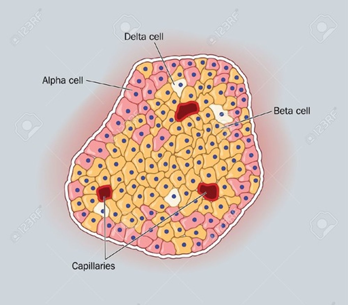 <p>⍺ Cells secrete glucagon.</p><p>β Cells secrete Insulin</p><p>TIP: a - G; b - I = alphabetical</p>