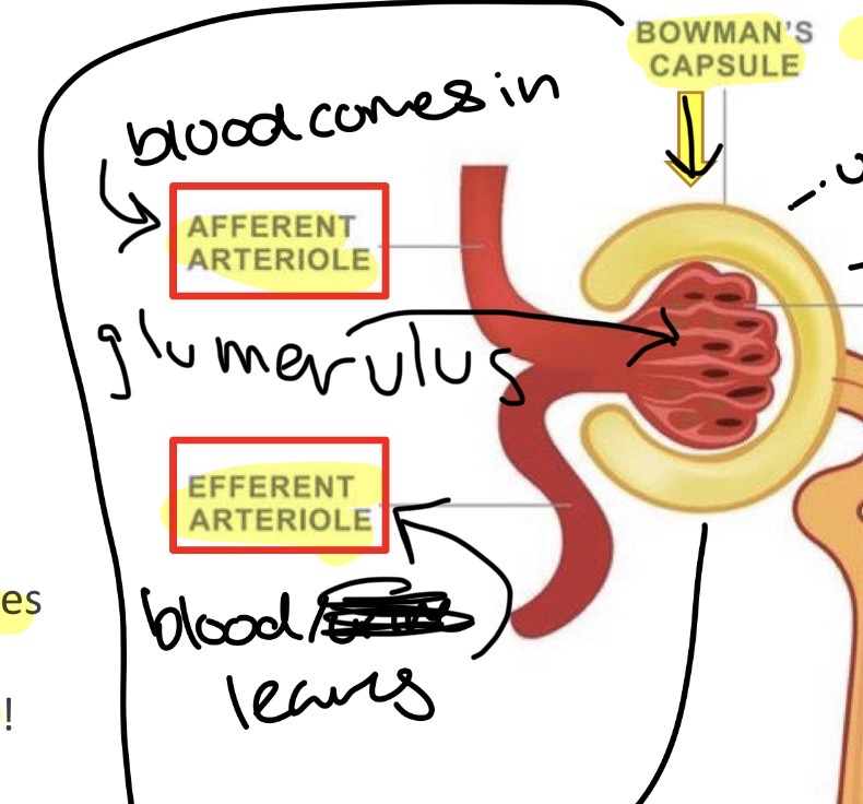 <p>Circle head at top of nephron </p><p>Contains: </p><ul><li><p>glomerulus which connects to efferent and afferent arterioles </p></li><li><p>bowman’s capsule</p></li></ul><p></p>