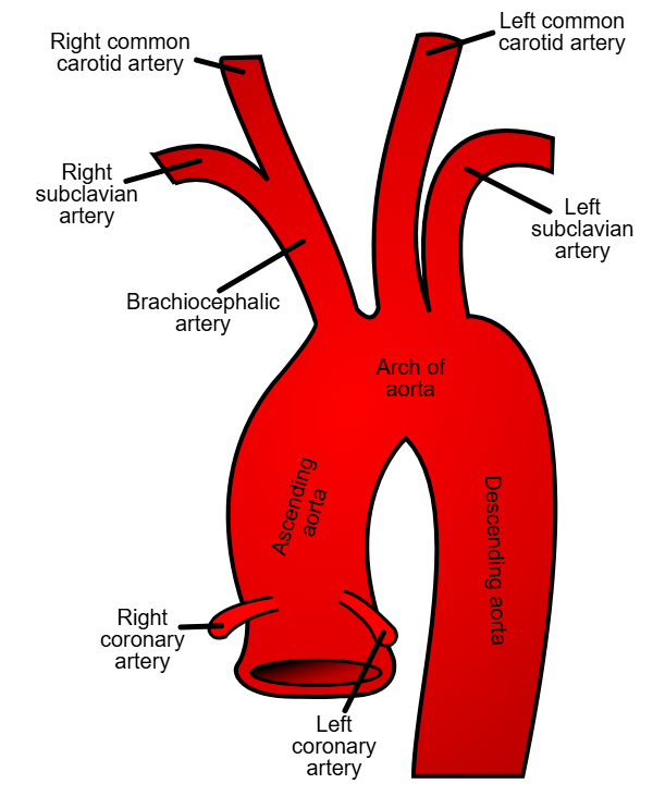 <p><span style="background-color: transparent; font-family: "Times New Roman", serif;"><strong>Arterial Origin:</strong> The left and right coronary arteries (LCA, RCA) are the very first branches of the ascending aorta, emerging just superior to the aortic valve cusps.</span></p>