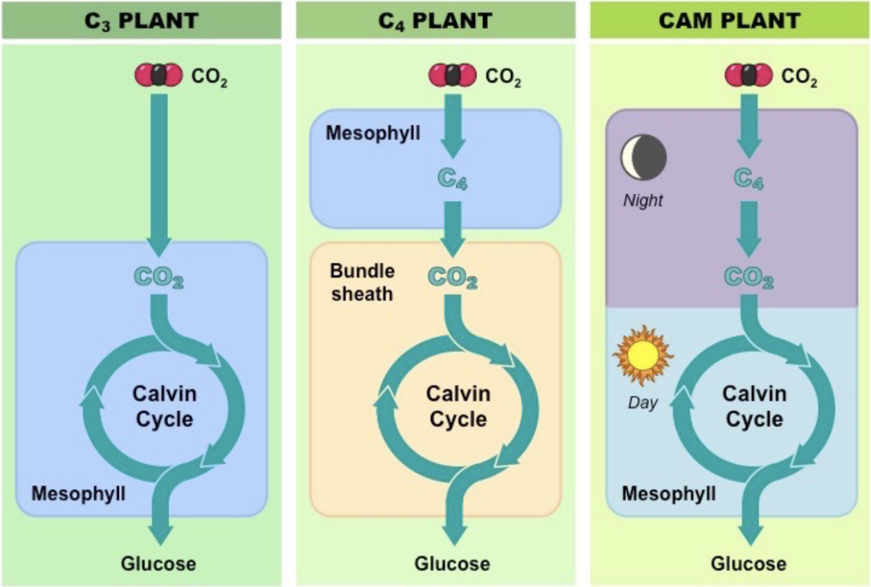 <p><span style="background-color: transparent;">Many plants have trouble carrying out <strong>C3 photosynthesis</strong> (where light dependent and light independent reactions are occurring in the same cell simultaneously) when its </span><span style="background-color: transparent; color: rgb(244, 25, 25);">hot</span><span style="background-color: transparent;">.</span></p><ul><li><p><span style="background-color: transparent;">Plants close their <strong>stomata</strong> in order to prevent water loss.</span></p><ul><li><p><strong>Photorespiration</strong> reduces photosynthesis because O₂ levels are built up, causing the <span style="background-color: transparent;">enzyme <em>rubisco</em></span> to use oxygen instead of CO₂, decreasing sugar production.<br></p></li></ul></li></ul><p><span style="background-color: transparent;"><strong><u>C4 Photosynthesis</u></strong></span></p><ul><li><p><span style="background-color: transparent;">Occur in sugarcane, corn, many grasses</span></p><ul><li><p><span style="background-color: transparent; color: blue;">They fix carbon using different types of cells and reactions, so they don’t run out of CO<sub>2</sub> </span></p><ul><li><p><span style="background-color: transparent;"><strong>Bundle-sheath cells</strong> trap CO<sub>2 </sub></span></p></li></ul></li></ul></li></ul><p></p><p><span style="background-color: transparent;"><strong><u>CAM (crassulacean acid metabolism) Photosynthesis</u></strong></span></p><ul><li><p><span style="background-color: transparent;">Occurs in succulent (water-storing) plants, like cacti and pineapples.</span></p></li><li><p><span style="background-color: transparent; color: blue;">C4 pathway at night (stomata opens to take in CO<sub>2</sub>) and the C3 pathway during the day.</span></p></li></ul><p></p>