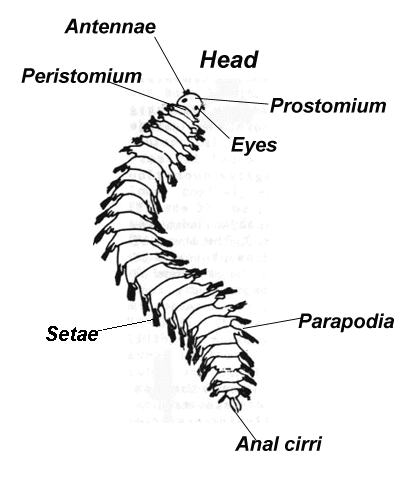 <p>Prostomium, mouth, peristomium, peristomial cirri, parapodium, </p><p>, setae</p>