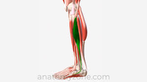 <p>Plantar flexes and everts the foot</p>