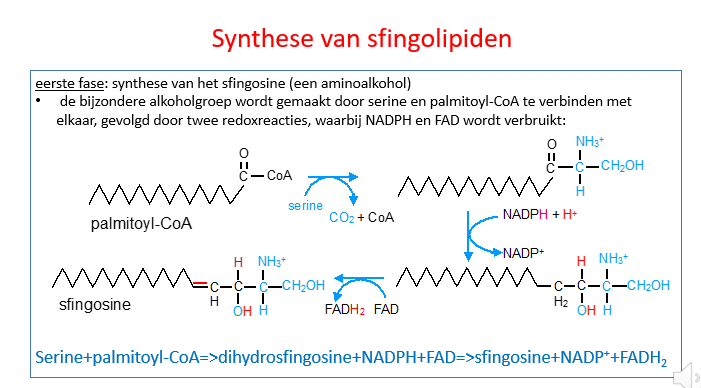 <p><span>Enkel ter illustratie</span></p><p style="text-align: left;"></p><p style="text-align: left;"><span>We vertrekken van een C-16 vetzuur palmitoyl-CoA (dus palmitaat gebonden aan een Co-enzym A om het te activeren) en we eindigen met sfingosine.</span></p><p style="text-align: left;"><span><br></span></p><p style="text-align: left;"><span>We zien dat hier NADPH gebruikt wordt om de reacties te helpen.</span></p><p style="text-align: left;"><span>Net zoals bij de vetzuur- en cholesterolsynthese&nbsp;wordt hier ook vooor de reductieve biosynthese NADPH gebruikt.</span></p>