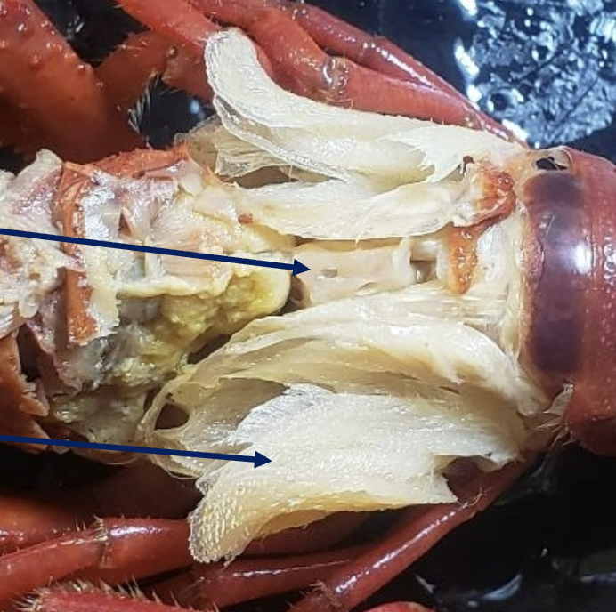 <p>Phylum</p><p>Subphylum</p><p>Common name</p><p>What are the arrows pointing to from top to bottom?</p>