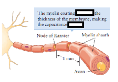 <p>The myelin coating [increases/decreases] the thickness of the membrane, making the capacitance [smaller/larger]</p>