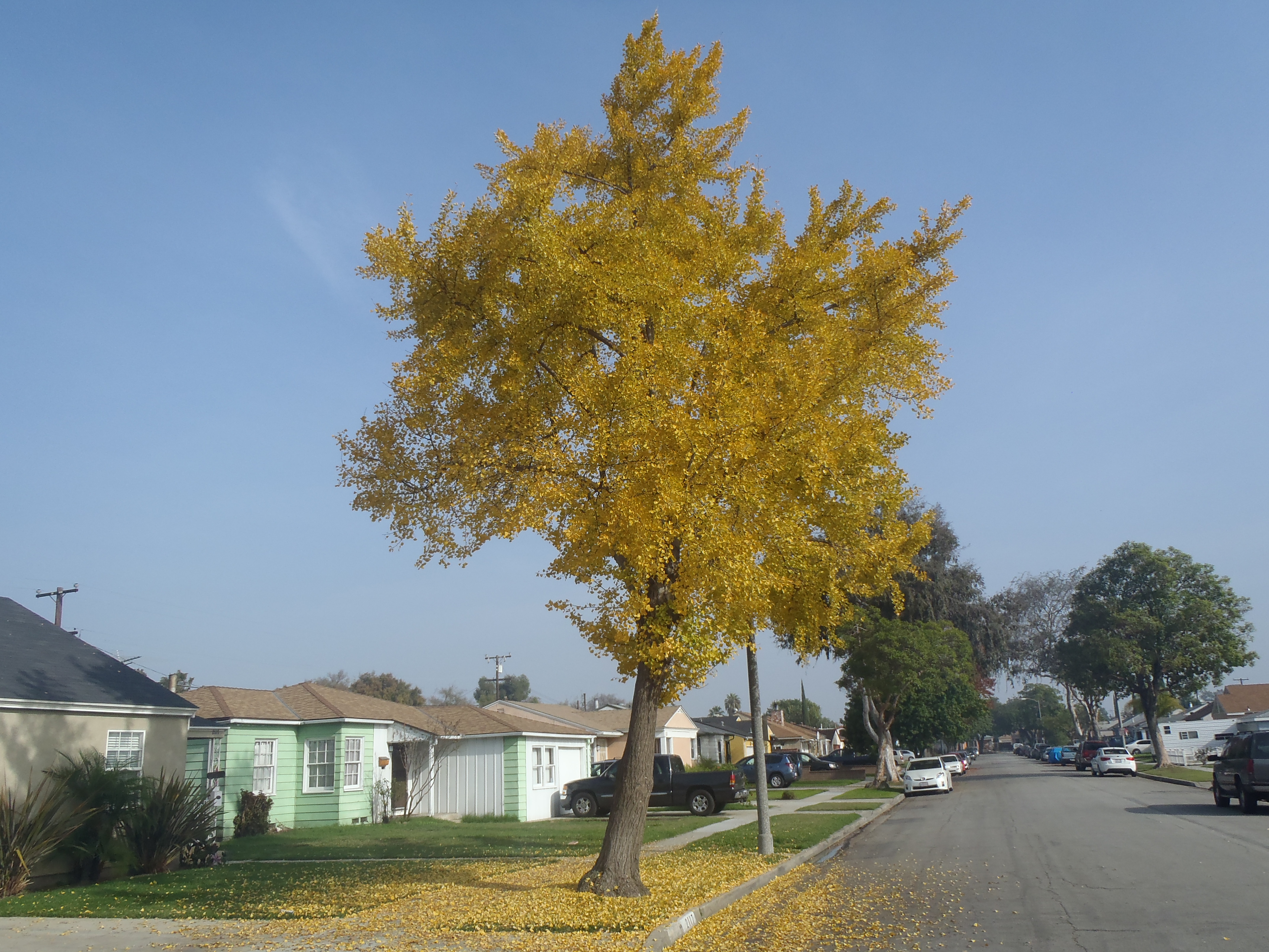 <p>Ginkgo biloba - Maidenhair Tree</p>