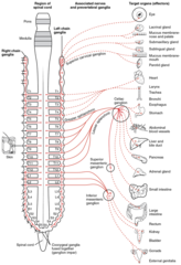 <p>Stomach</p><p>Intestines</p><p>Parts of colon</p><p>Adrenal medulla</p><p>Abdomen</p>