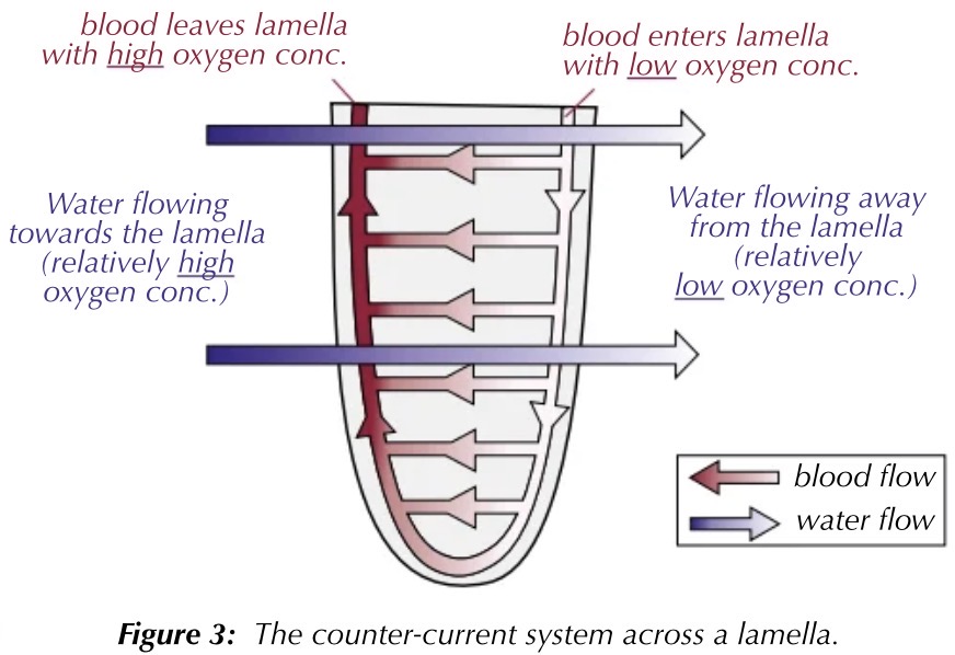 <p>in fish gills, blood flows through the lamellae in one direction and water flows over them in the other direction</p><p>water with a higher oxygen concentration always flows next to blood with a lower oxygen concentration. therefore a steep concentration gradient is always maintained</p>
