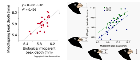 <p>Natural Selection in medium ground finches </p>