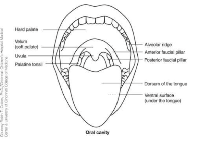 <ul><li><p>hard palate</p></li><li><p>alveolar ridge</p></li><li><p>velum (soft palate) </p></li><li><p>uvula</p></li><li><p>tongue (dorsal & ventral surface) </p></li><li><p>faucial pillars (ant & post) </p></li><li><p>tonsils (palatine tonsils)</p></li><li><p>PPW </p></li></ul><p></p>