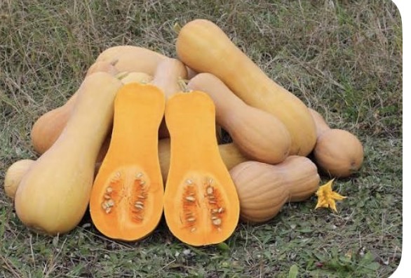 <p>butternut squash</p>