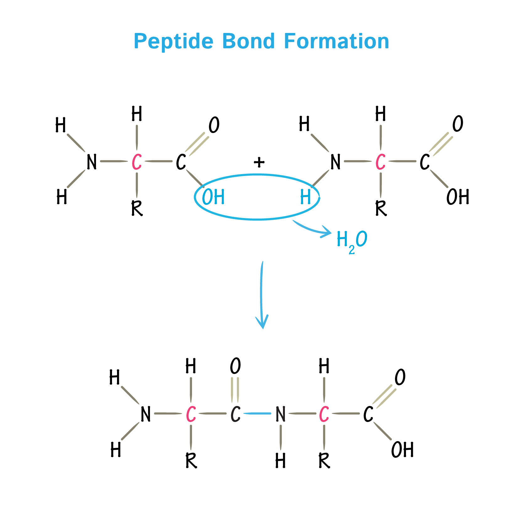 <p>Condensation reaction: bond forms between the C in carboxyl group and N in amine group, releasing H<sub>2</sub>O and forming peptide bond </p><p>Broken via hydrolysis reaction. </p>