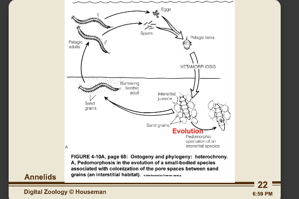 <p>annelid evolution </p>