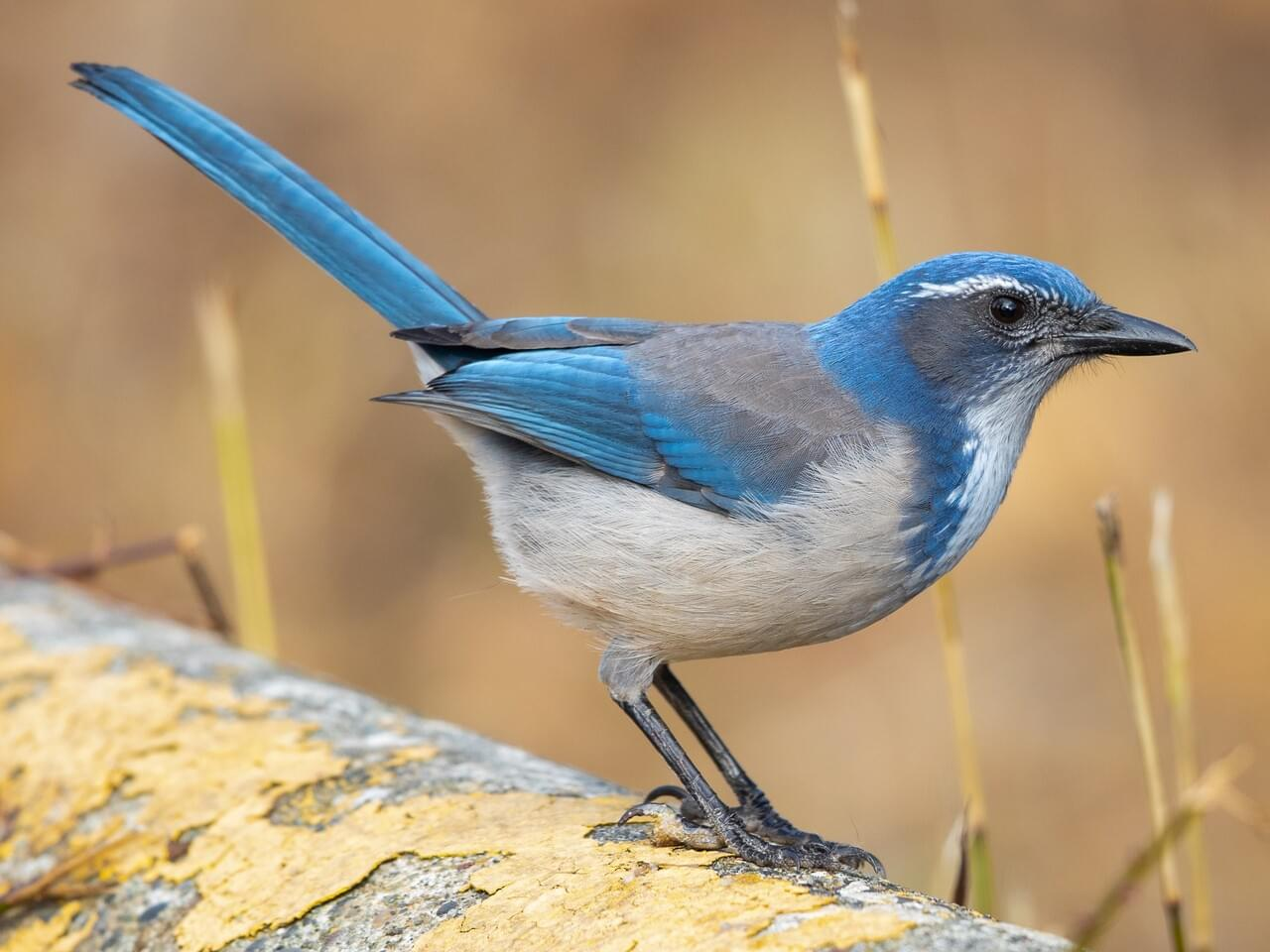 <p>California scrub-jay </p><p>*Must know vocalization</p>