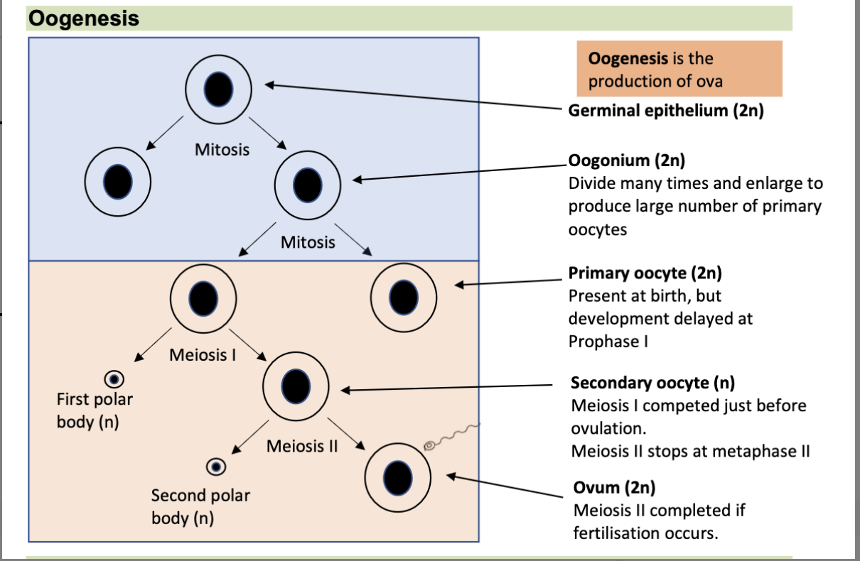 <p>oogenesis </p>