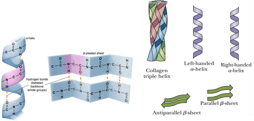 <p><strong>Secondary Structures</strong>: Local Folding Patterns</p><ul><li><p>3 main types of folding patters?</p></li><li><p>function?</p></li></ul><p></p>