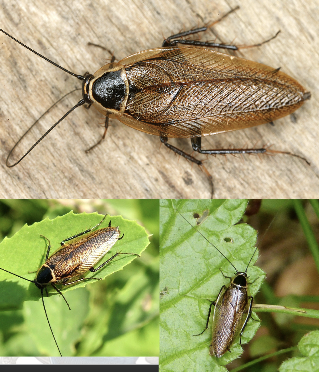 <p>Latin, magyar, védett?</p>