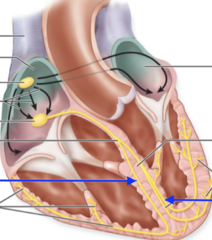 <p>what part of the heart is this?</p>