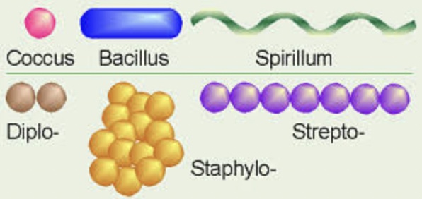 <p>Singular (individual) </p><p>Staphylo (clusters) </p><p>Strepto (chains)</p>