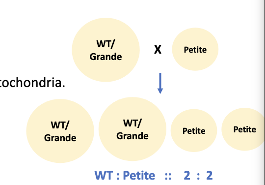 <p><strong>Segregational</strong> petite mutations consist of</p><ul><li><p>Mutation in <strong>nuclear</strong> gene (nucleus) resulting in defective <strong>mitochondria</strong></p></li><li><p>Separate in <strong>Mendelian</strong> fashion</p></li><li><p><strong>2 : 2</strong> ratio (wt/m)</p></li></ul><p></p>